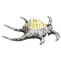 Ракушка "Chirarga spider"