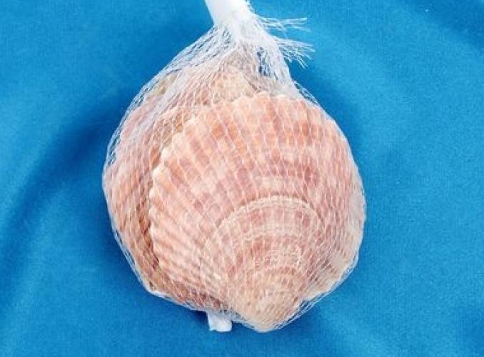 Набор морских раковин декоративный HJSL005, 100 г