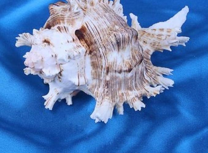 Морская раковина декоративная Чихориус рамосус 15 см,  0250