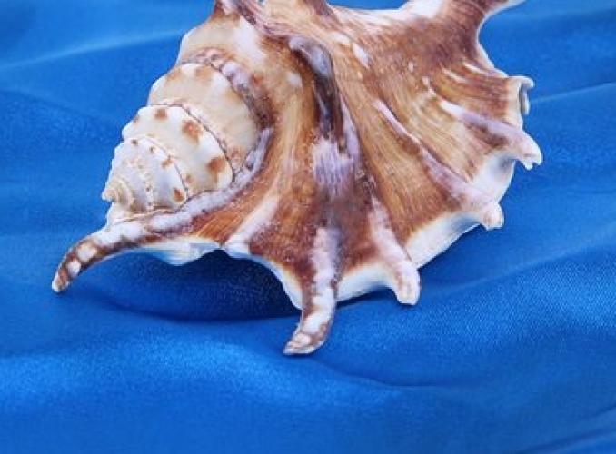 Морская раковина декоративная Ламбис черный F малый 3418